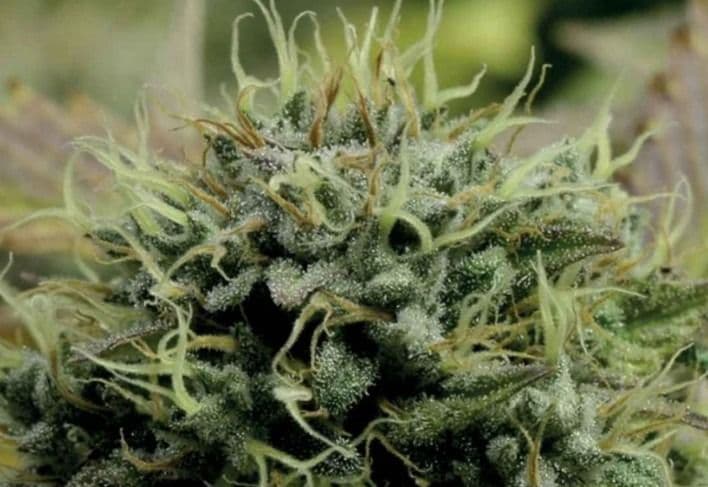 Jetzt ansehen Hindu Kush