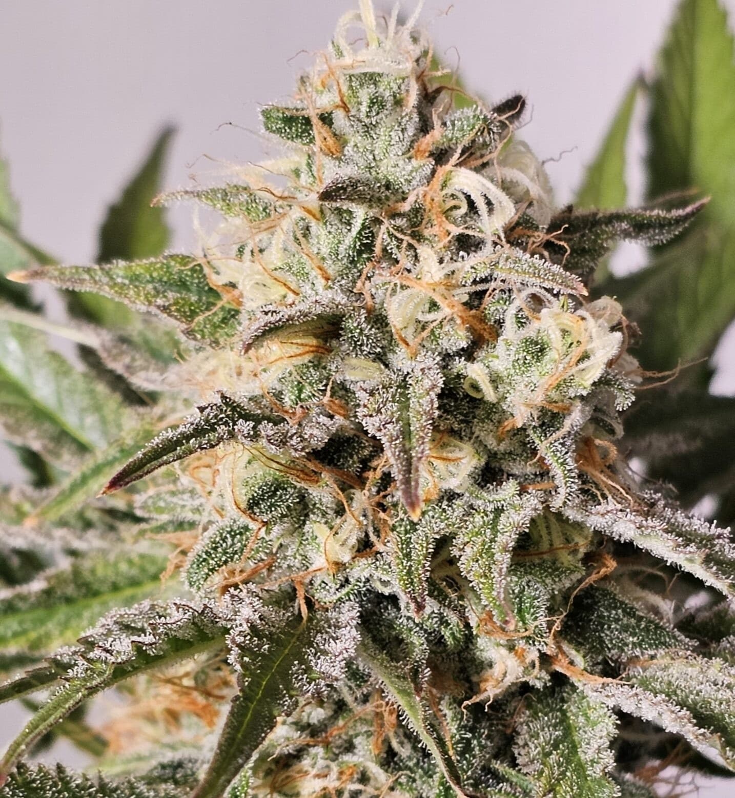 Jetzt ansehen Biscotti