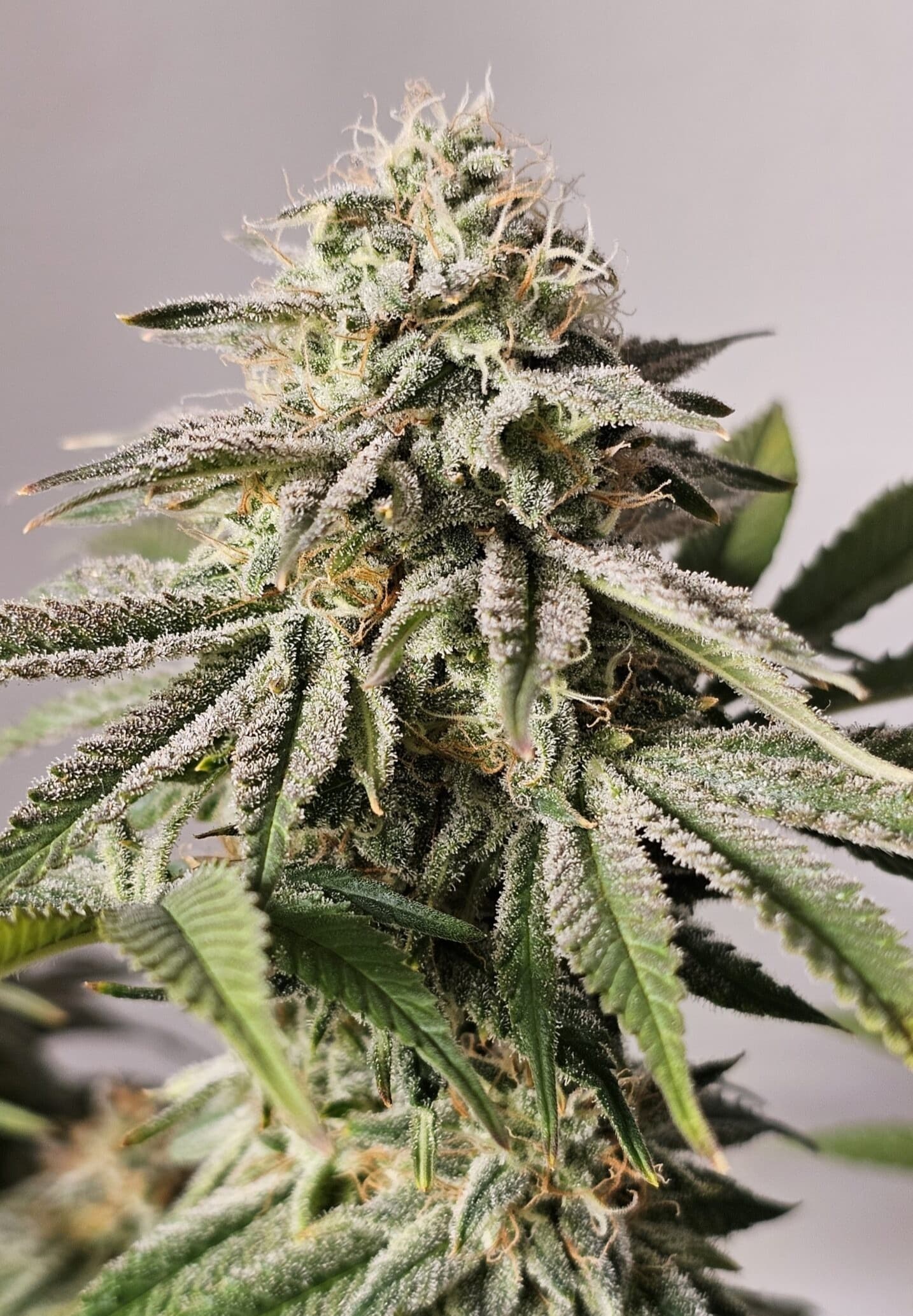 Jetzt ansehen Permanent Marker