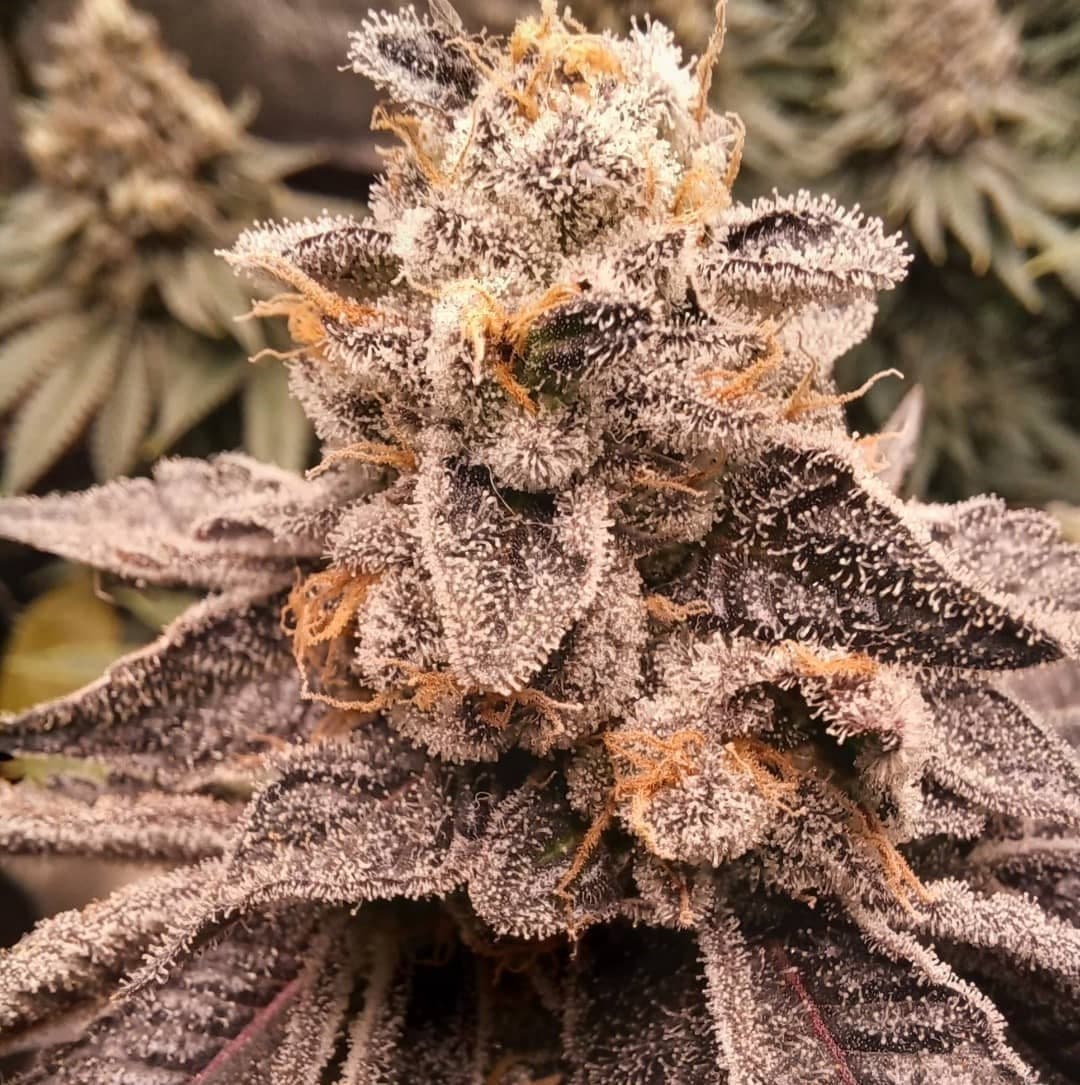 Jetzt ansehen Georgia Pie