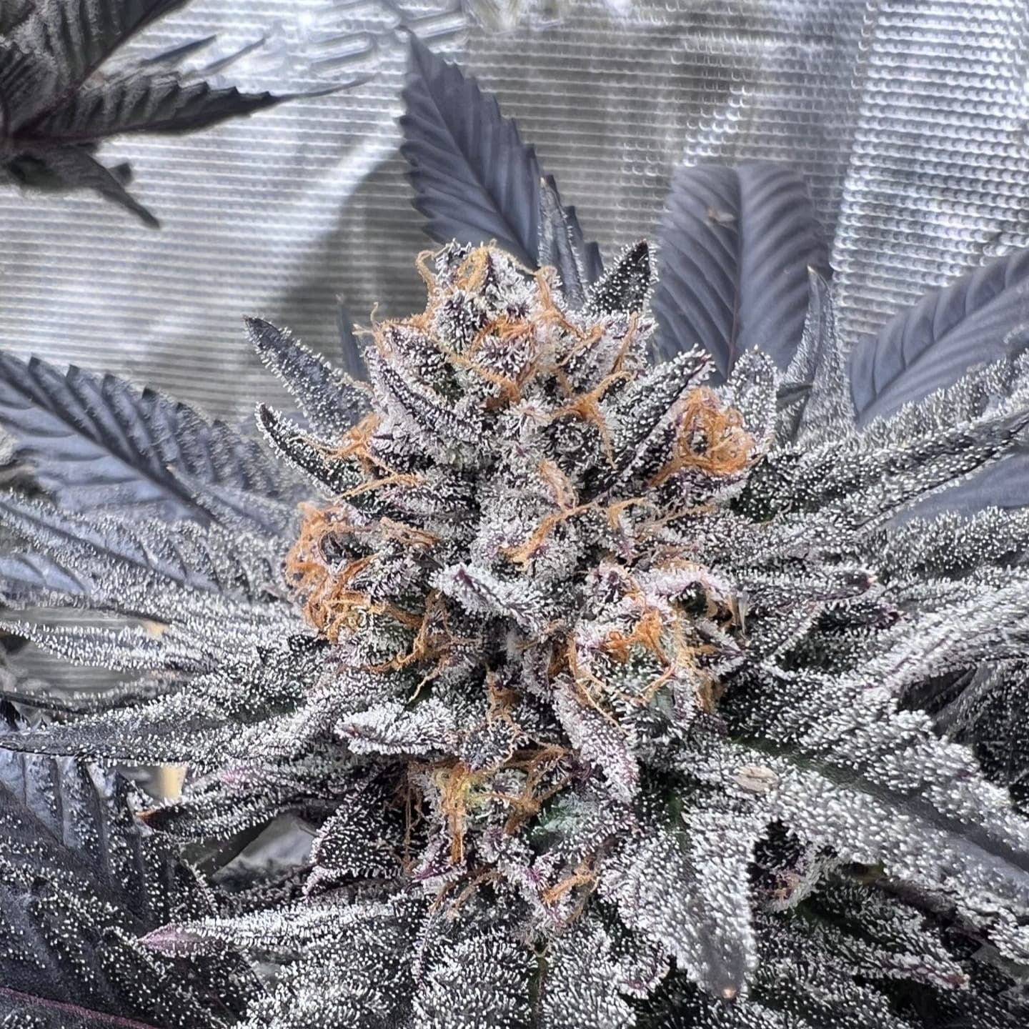 Jetzt ansehen Cap Junky