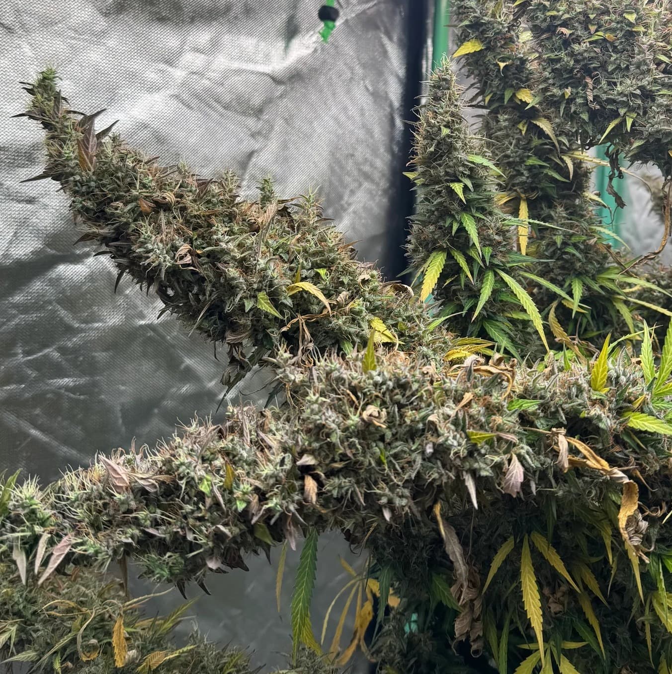 Jetzt ansehen Auto Jack Herer