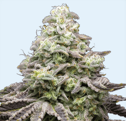 Jetzt ansehen Rainbow Sherbert 11