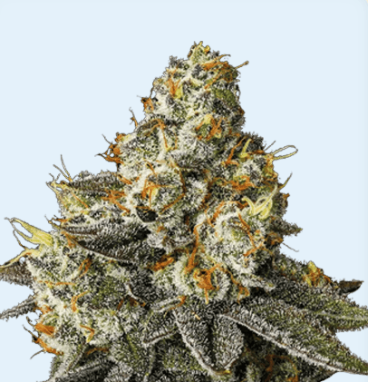 Jetzt ansehen Blue Zushi