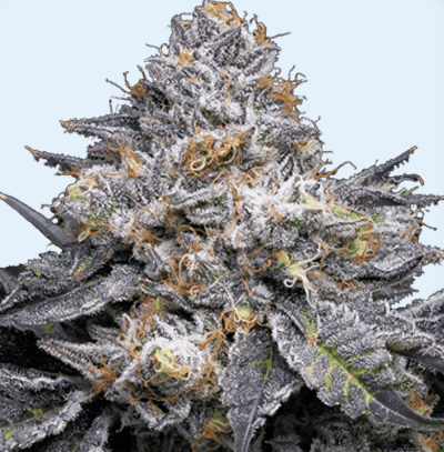 Jetzt ansehen Permanent Marker