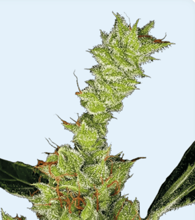 Jetzt ansehen Dr Grinspoon