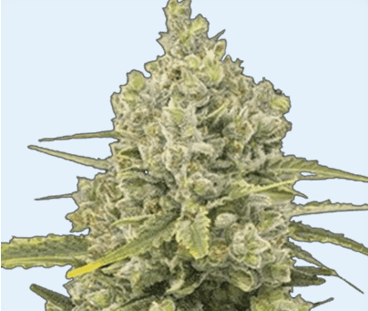 Jetzt ansehen Jack Herer