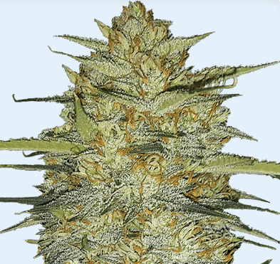 Jetzt ansehen OG Kush