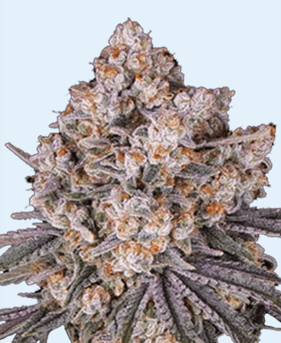 Jetzt ansehen Auto Ice Cream Cake