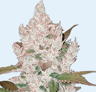 Jetzt ansehen Auto Girl Scout Cookies