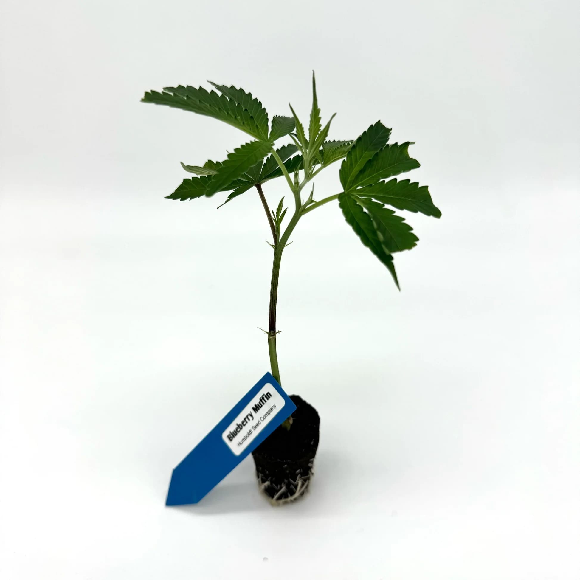 Jetzt ansehen Blueberry Muffin