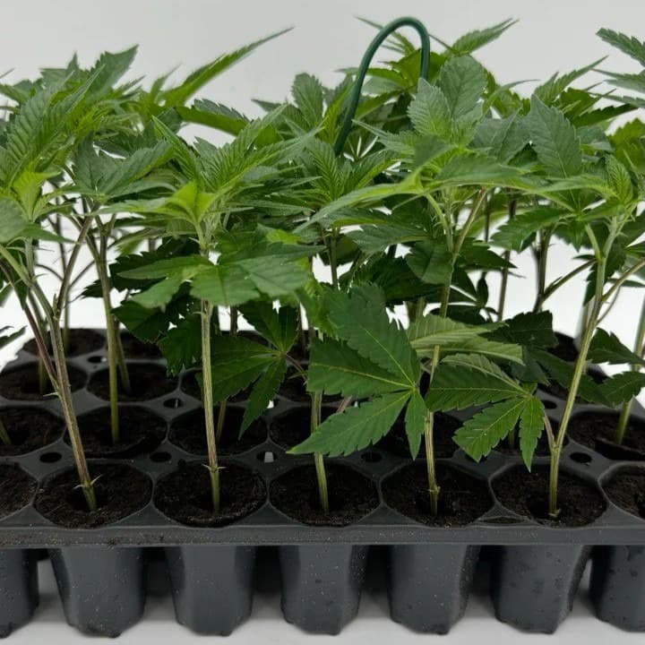 Jetzt ansehen Bubba Diesel