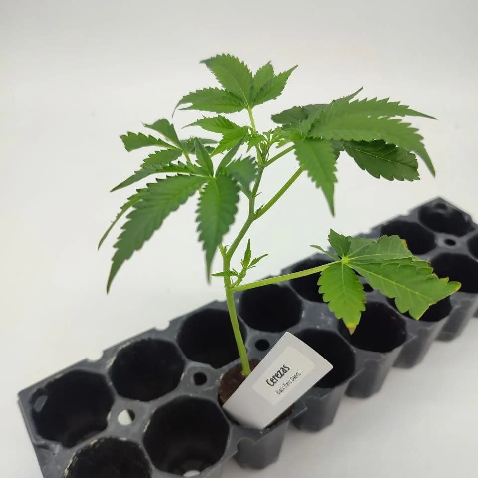 Jetzt ansehen Cerezaz