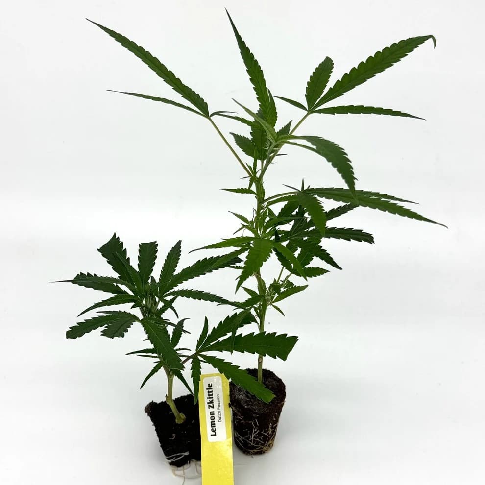 Jetzt ansehen Lemon Zkittle