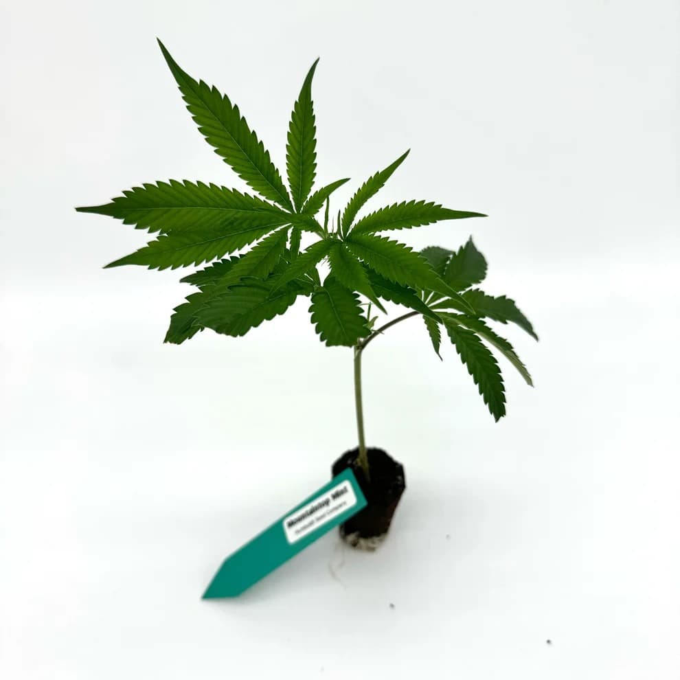 Jetzt ansehen Mountaintop Mint #1