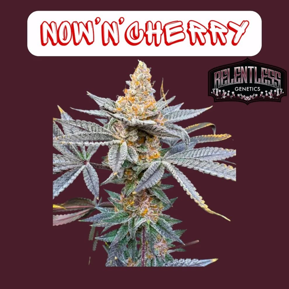 Jetzt ansehen Now 'N' Cherry