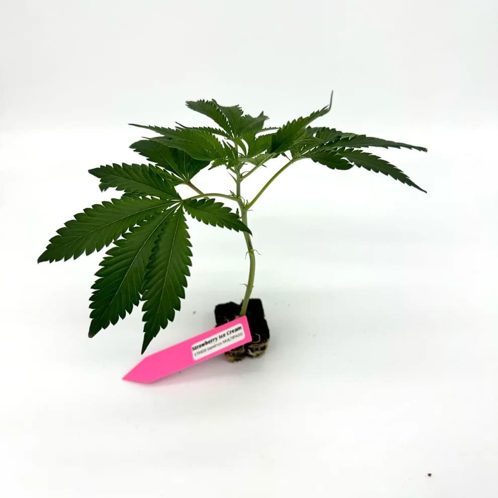 Jetzt ansehen Strawberry Ice