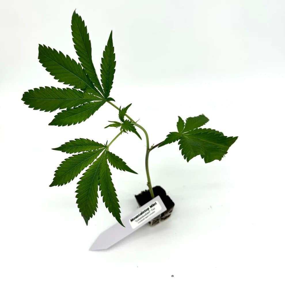 Jetzt ansehen Mountaintop Mint #2 (Leberknödel Cut)