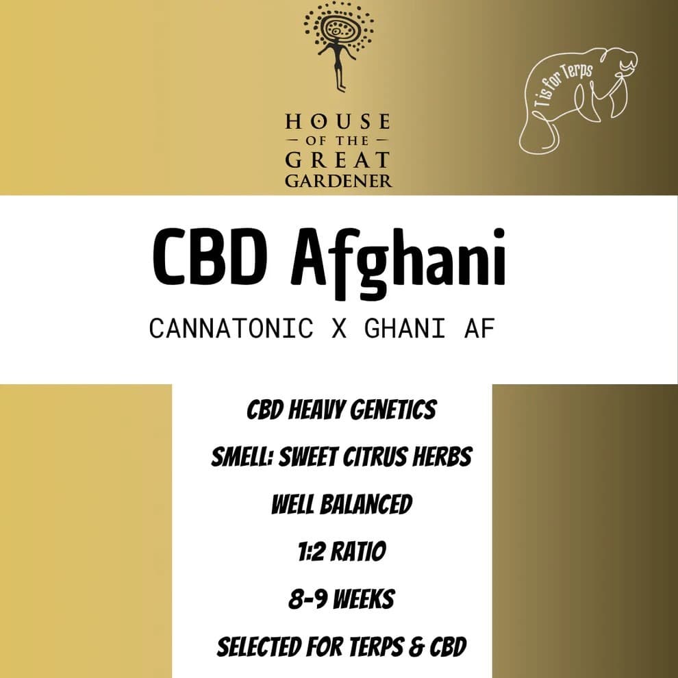 Jetzt ansehen CBD Afghani