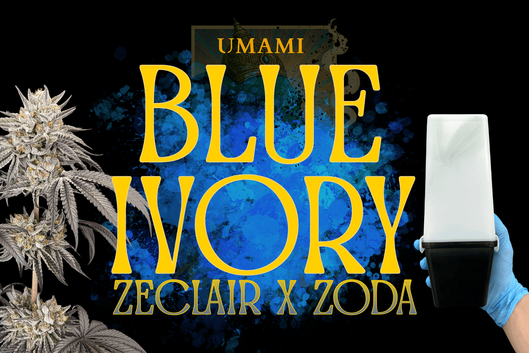 Jetzt ansehen Umami Seed Co - Blue Ivory (Breeder Cut)