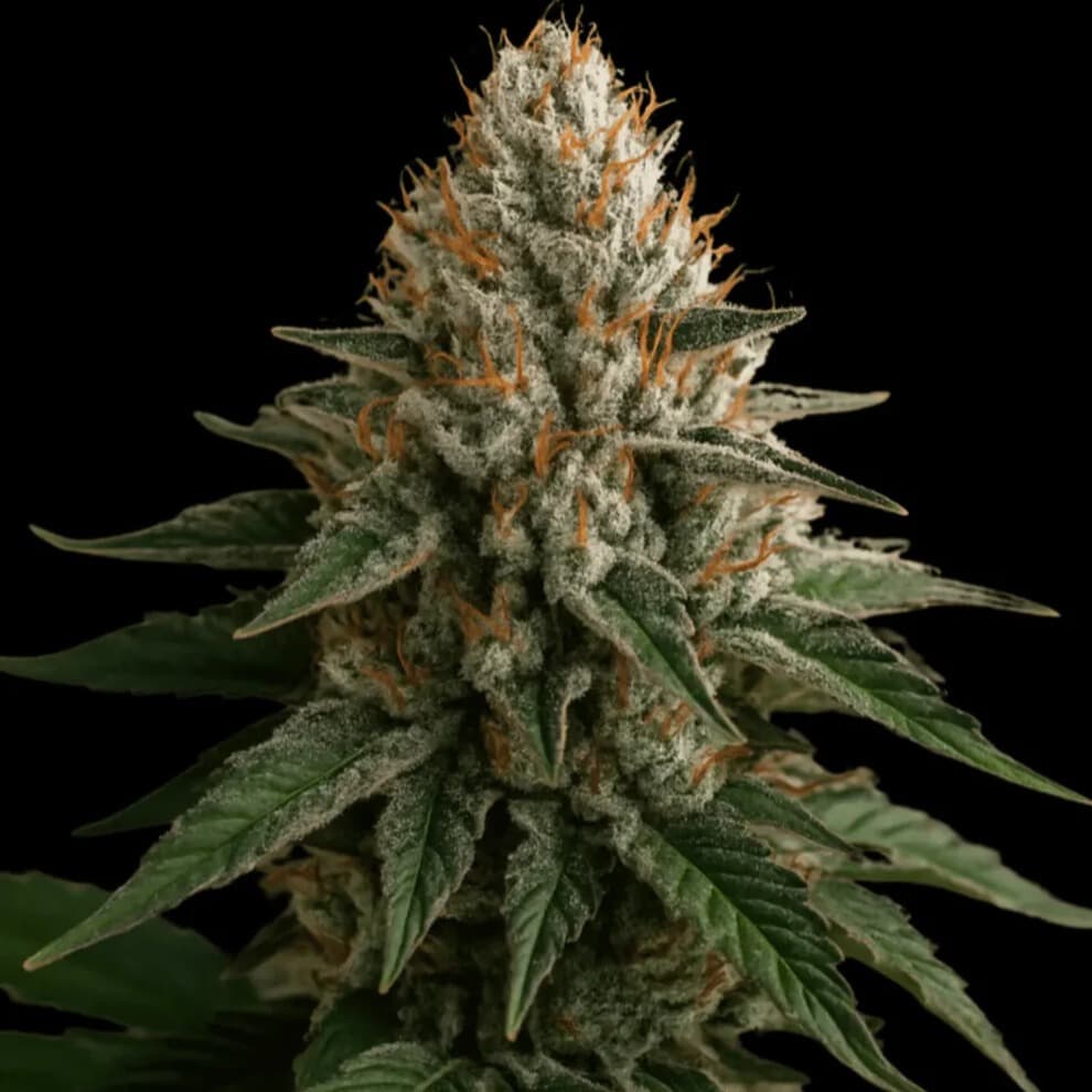 Jetzt ansehen Cherrymosa x Melon Bomb