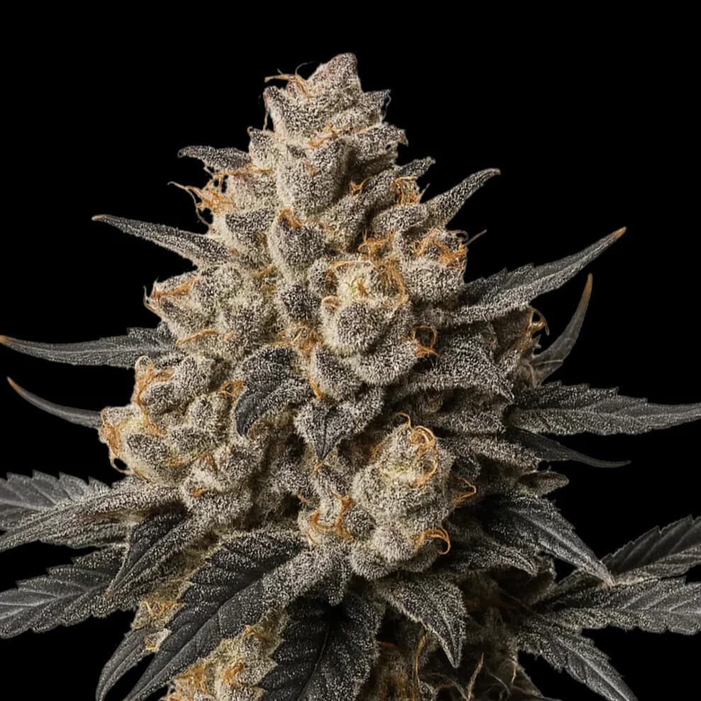 Jetzt ansehen Apples & Bananas