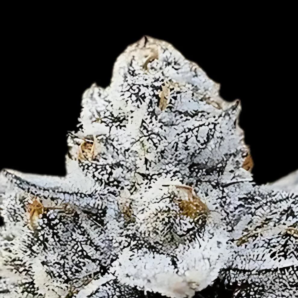 Jetzt ansehen White Devil