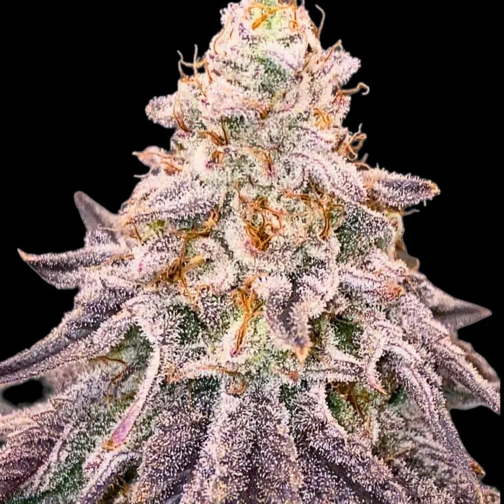 Jetzt ansehen Dantes Inferno #8 (Mile High Dave Cut)