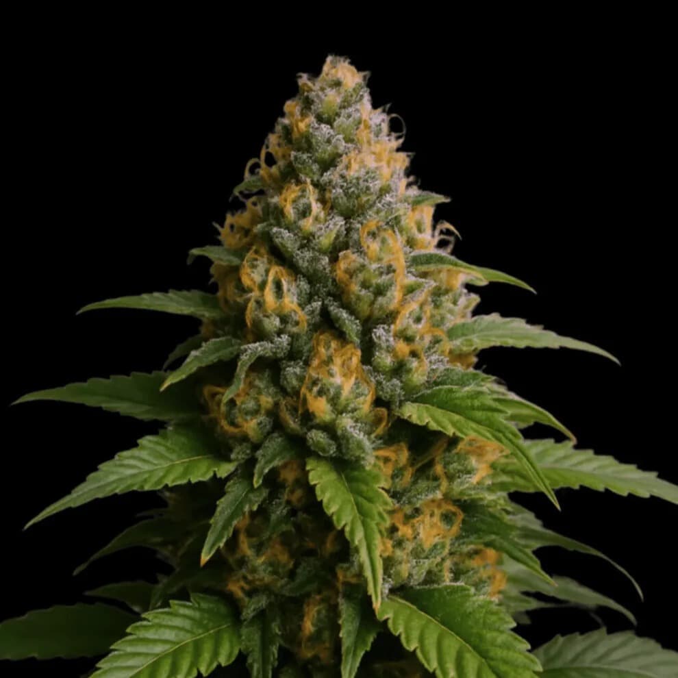 Jetzt ansehen Pineapple Express