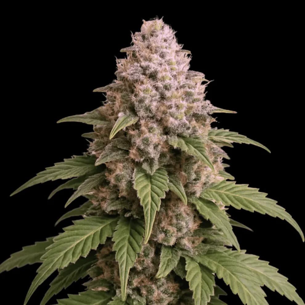 Jetzt ansehen Melon Cheddar