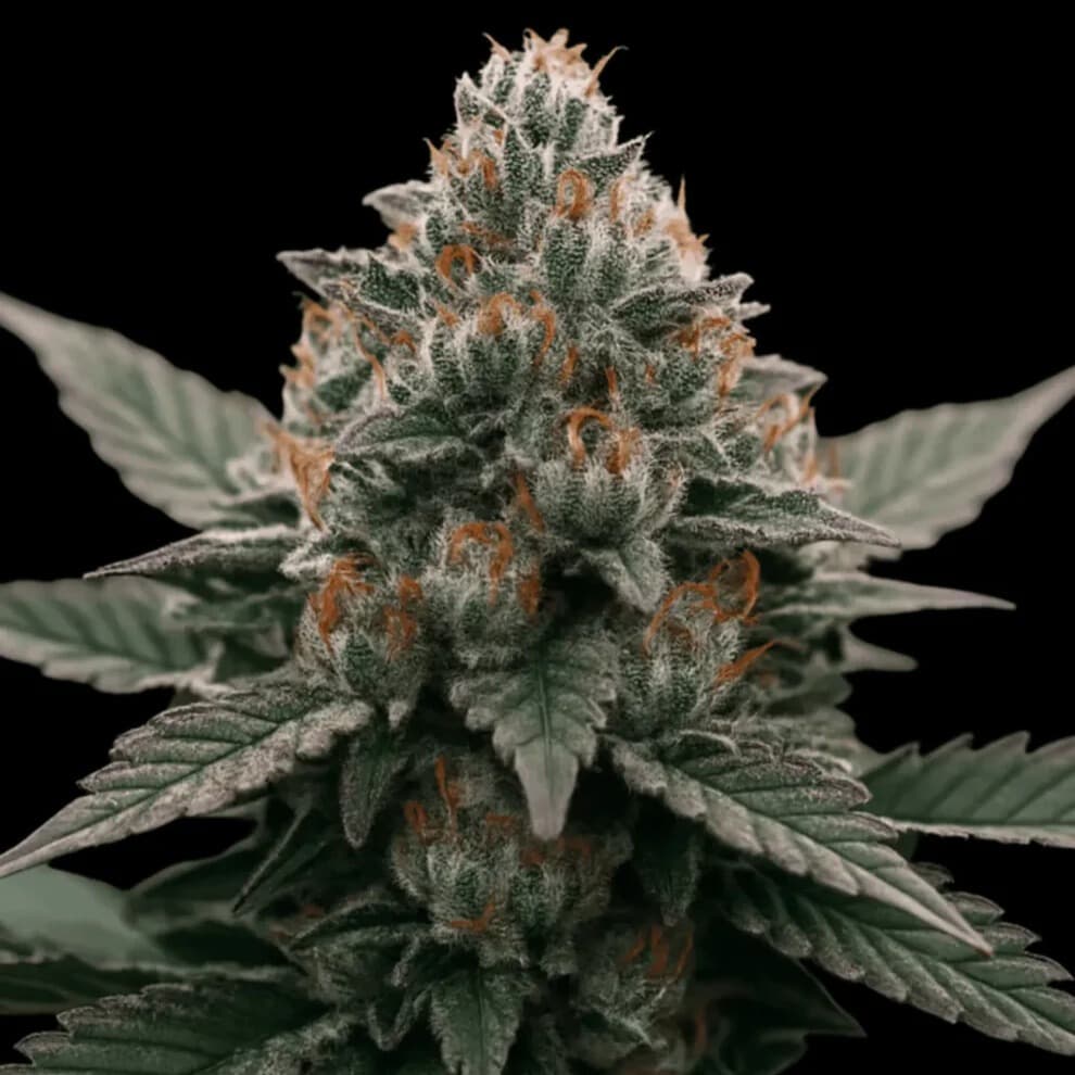 Jetzt ansehen Forbidden Applez