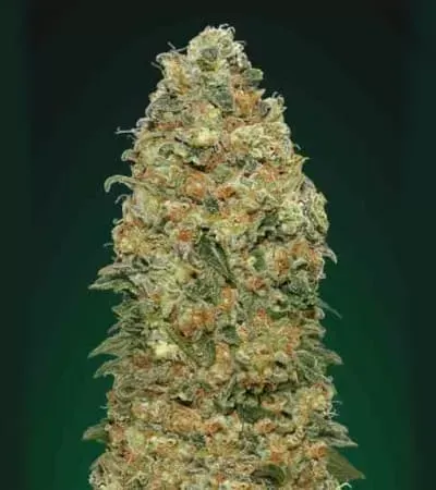 Jetzt ansehen White Widow