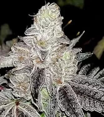 Jetzt ansehen Wedding Cake Auto