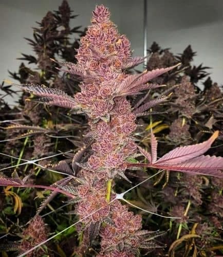 Jetzt ansehen Tropicana Cherry