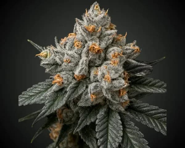 Jetzt ansehen Banana Macaron