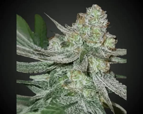 Jetzt ansehen Melon Cheddar