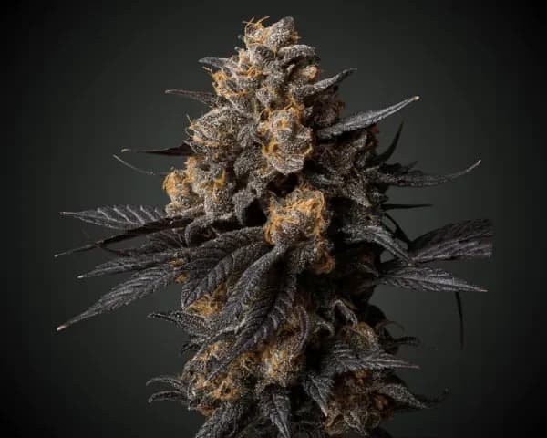 Jetzt ansehen Candy Fumez