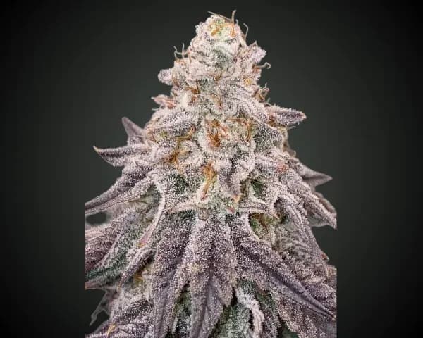 Jetzt ansehen Dantes Inferno #8 (Mile High Dave Cut)