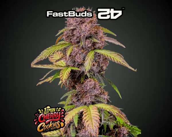 Jetzt ansehen Auto Cherry Cola