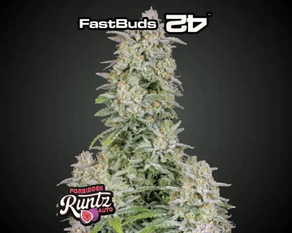 Jetzt ansehen Auto Forbidden Runtz