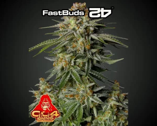 Jetzt ansehen GG4 Sherbet FF