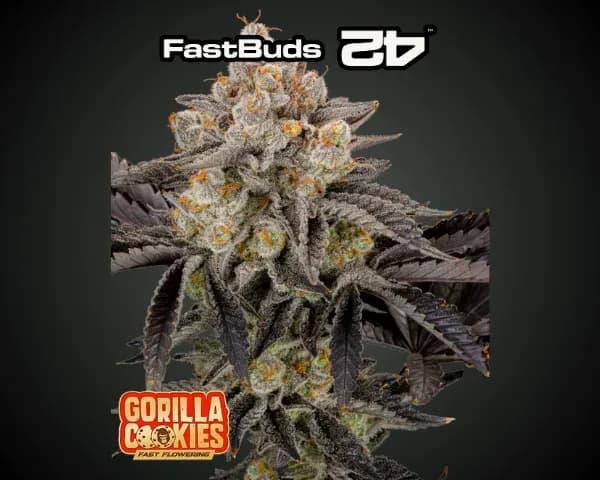 Jetzt ansehen Gorilla Cookies FF