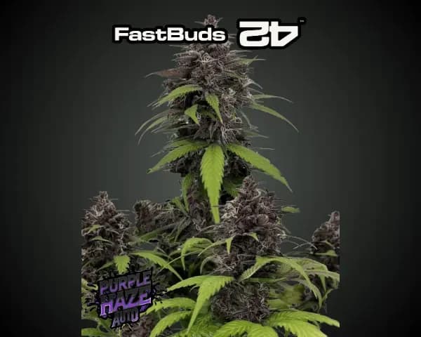 Jetzt ansehen Auto Purple Haze