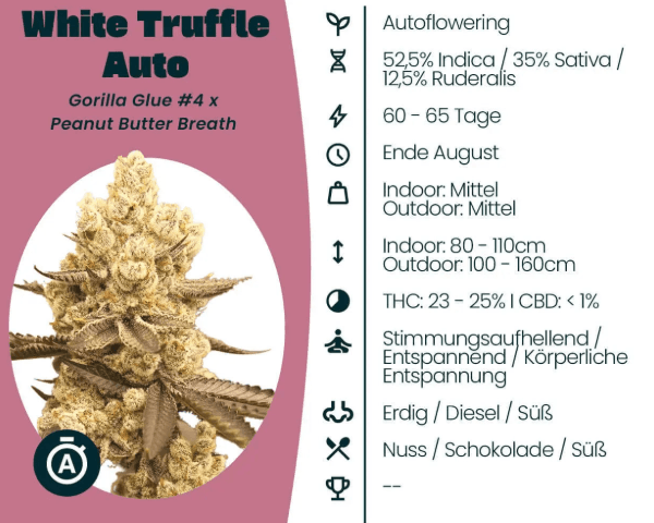 Jetzt ansehen Auto White Truffle