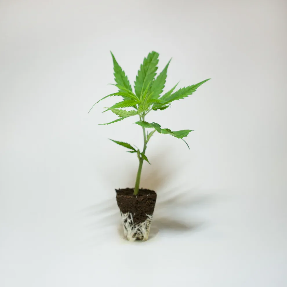 Jetzt ansehen SA4 - Biscotti - 187 SWEEDZ