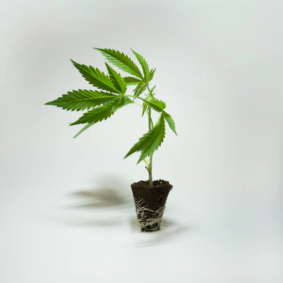 Jetzt ansehen Gzuz - Forbidden Punch - 187 SWEEDZ