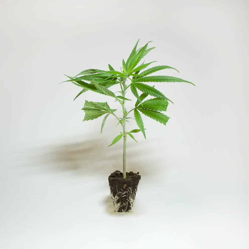 Jetzt ansehen Maxwell - Zafari - 187 SWEEDZ