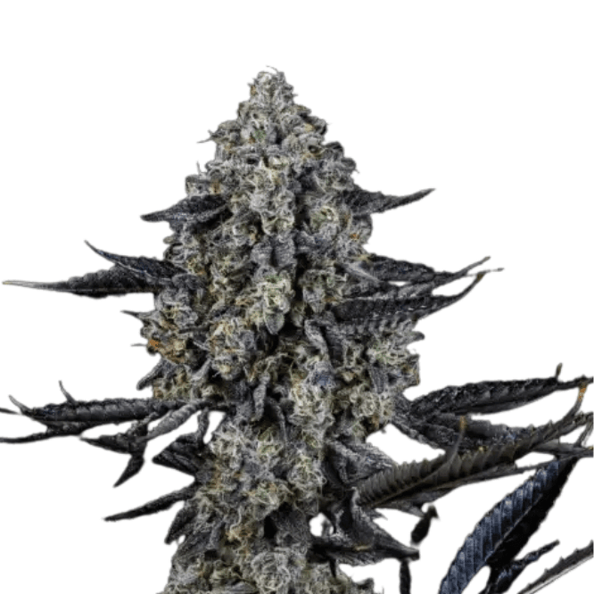 Cannabis der Sorte 24 Karatz