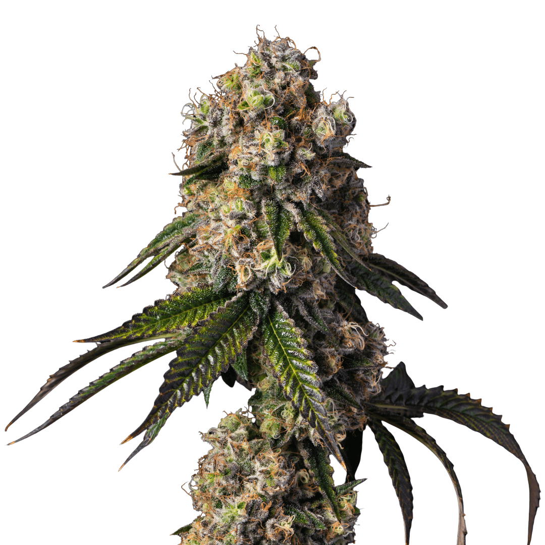 Cannabis der Sorte 2090 Sh*t