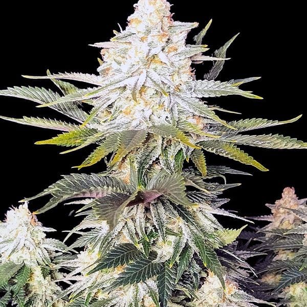 Med. Cannabis